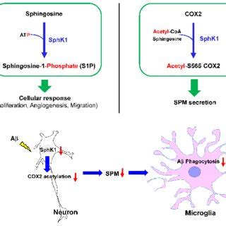 The Role Of Neuronal SphK1 In Neuroinflammation A Left The Role Of