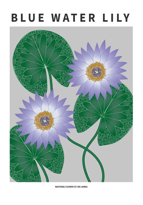 Blue Water Lily National Flower Of Sri Lanka Art Print Modern