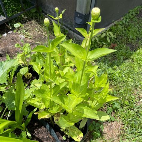 Zinnia Elegans Envy Syn Zinnia Elegans Green Envy Zinnia Envy