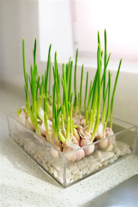 Diy Growing Garlic