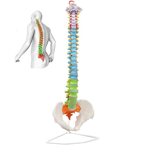 Buy Iksvmsis Vertebral Column Model Spine Anatomical Model Removable