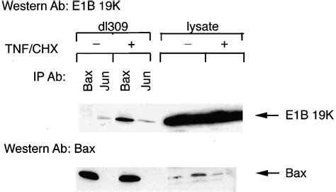 Tnf Signals Apoptosis Through A Bid Dependent Conformational Change