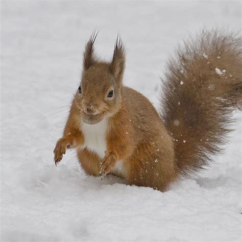 Shape up with the squirrel diet plan – Saving Scotland’s Red Squirrels