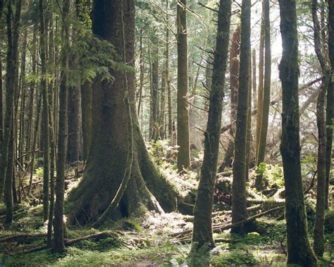 What Is An Old Growth Forest Yale Climate Connections