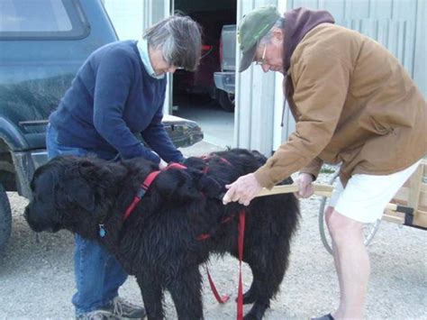 Newf Friends Adopter Update Sam Gets A Cart