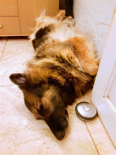 Why Does My German Shepherd Sleep On Its Back? (Sleeping Positions You ...