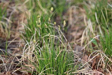 Pennsylvania Sedge | Illinois Pollinators