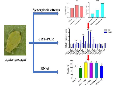 Insects Free Full Text UDP Glycosyltransferases From The UGT344