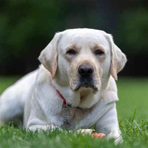 Are White Labradors purebred and other facts you need to know - K9 Web