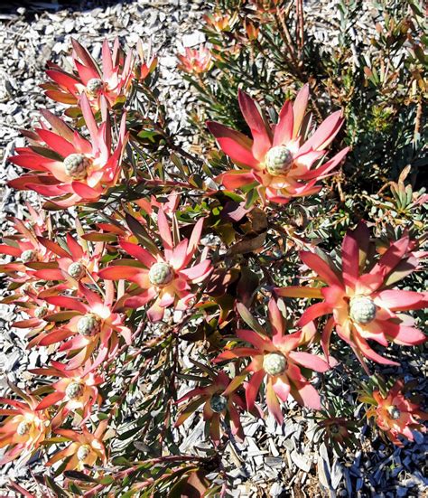 Leucadendron Devils Blush In 50mm Forestry Tube Trigg Plants