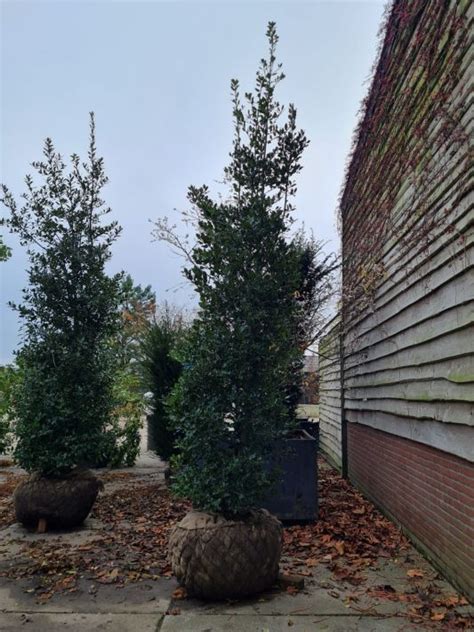 Gewone Hulst Struik Kopen Brienissen Nl De Grootste In Bomen