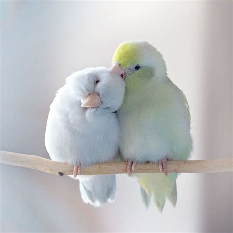 La Mejor Historia De Amor Estos Periquitos Son Pura Ternura