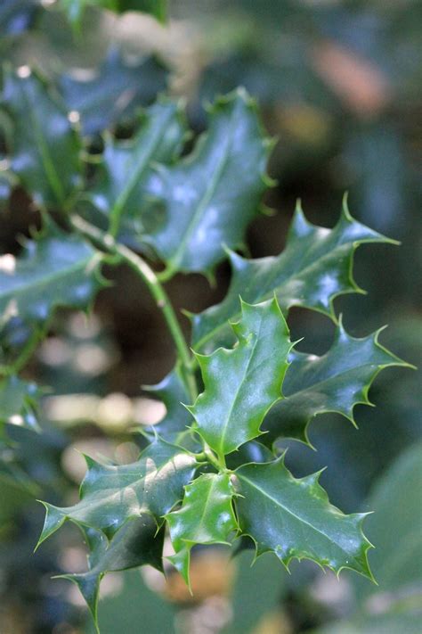 leaves plant branches  photo  pixabay pixabay