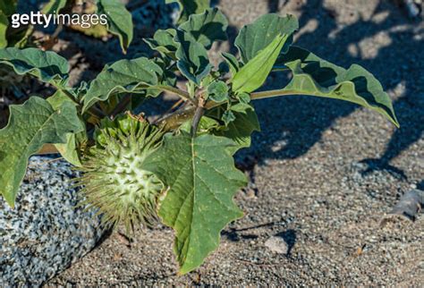 Datura Discolor Also Called The Desert Thorn Apple Is An Herbaceous