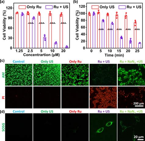 In Vitro Sonotherapy Efficiency A The Cell Viabilities Of 4t1 Cells