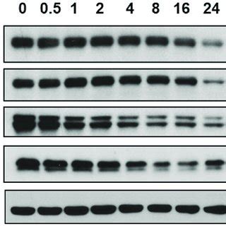 Niclosamide Treatment Reduces U 87 MG Cell Viability U 87 MG Cells