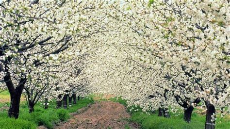 Cherry Blossom Festival In The Jerte Valley Healthy Food Near Me