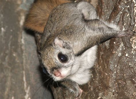 Animales en el Planeta: La ardilla voladora siberiana (Pteromys volans)