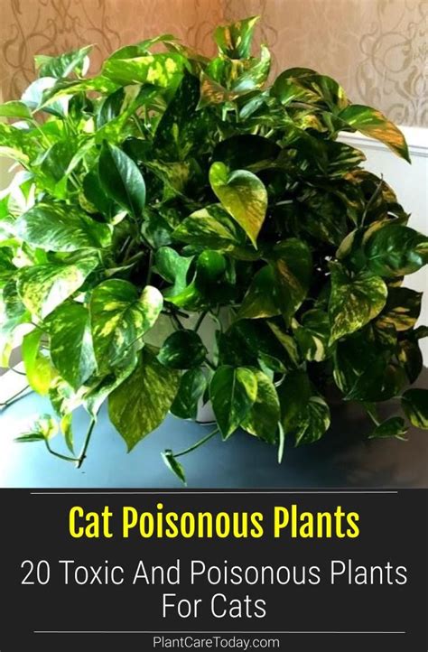 20 Toxic And Poisonous Plants For Cats Pothos Plant Care Fertilizer