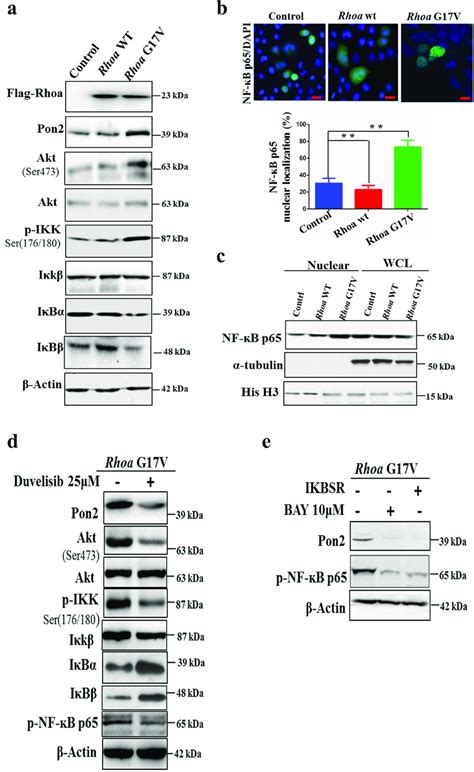 Rhoa G17v Induces Pon2 Expression Through Activation Of The