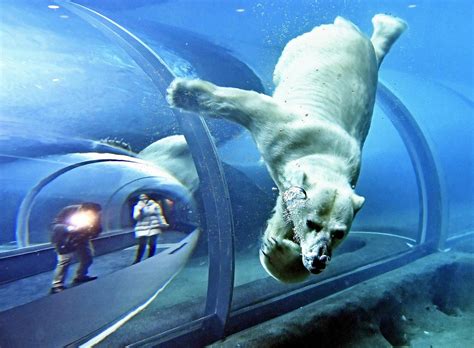 Sapporo Maruyama Zoo welcomes Japan's largest polar bear exhibit