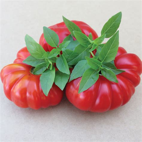 Costoluto Genovese Tomato Seeds – NE SEED