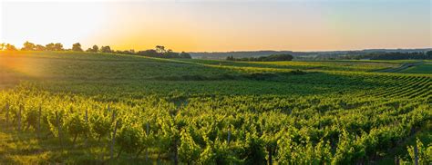 Domaines Viticoles Vendre En Gironde Le Plus Grand Territoire Aoc