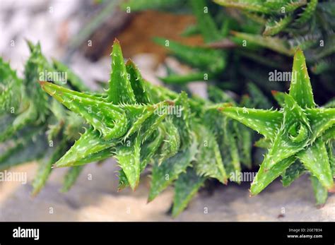 Socotra Plants Fotos Und Bildmaterial In Hoher Auflösung Alamy