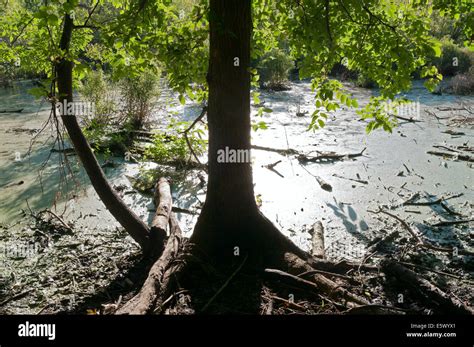 Forest and dead trees around swamp Stock Photo - Alamy