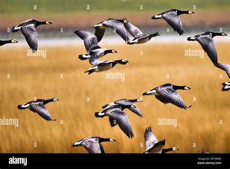 Wild Geese Flying Up Stock Photo Alamy