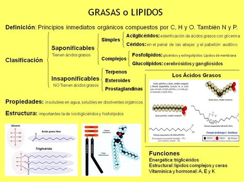 Clasificación - Lípidos