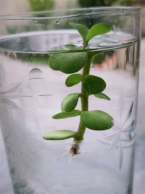 Growing of Jade Plant in water by cutting