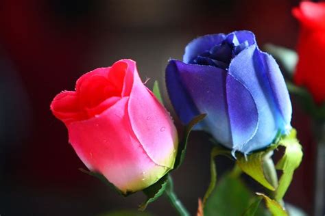 blue flowers pink roses