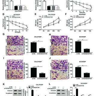 Kcnq Ot Knockdown Reduced The Ddp Resistance Of Ddp Resistant Tongue