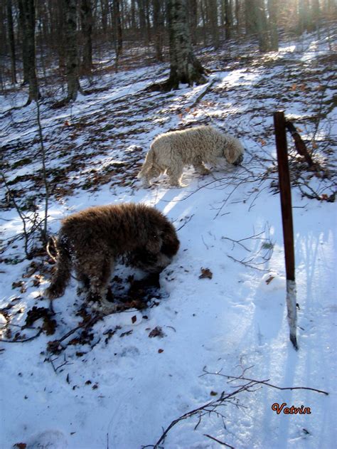 Citt Del Tartufo Guida Turistica Del Matese Portale Del Turismo