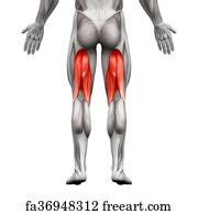 Free art print of Gluteal Muscles / Gluteus Maximus - Anatomy Muscles ...