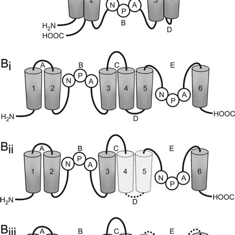 Aquaporin 4 Aqp4 Isoforms Differ In Structure A The Proposed