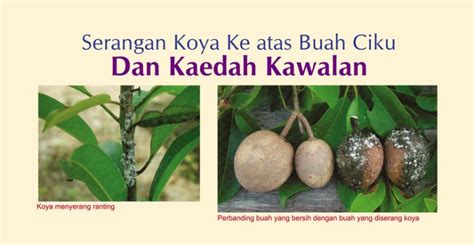 Serangan Koya Ke Atas Buah Ciku Dan Kaedah Kawalan Info Pertanian Online