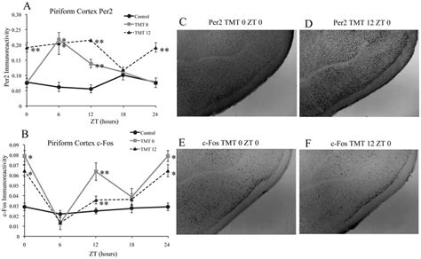 Tmt Exposure Alters Per2 Expression And Induces A Rhythm In C Fos Download Scientific Diagram