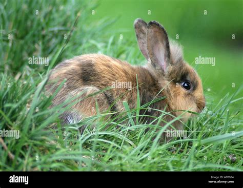 Dwarf Rabbit Oryctolagus Cuniculus F Domestica On The Meadow Stock