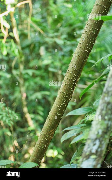 Sandbox Tree Fruit | Fruit Trees