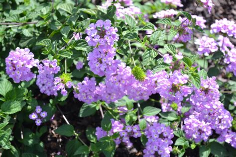 Lantana Texas Lavender - Green Thumb Advice