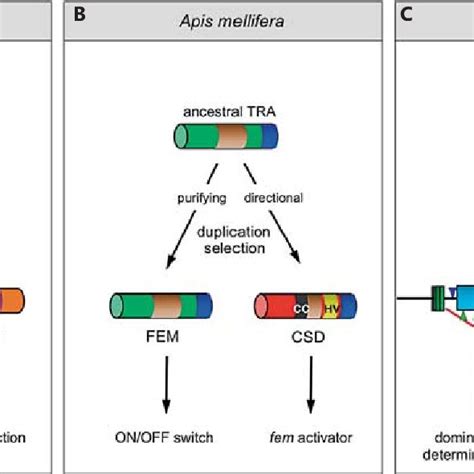 A Conserved Principle In Insect Sex Determination This Scheme