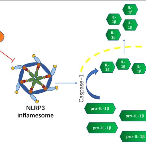 A Simple Schematic Diagram Of Relationships Among Sirt Nlrp And