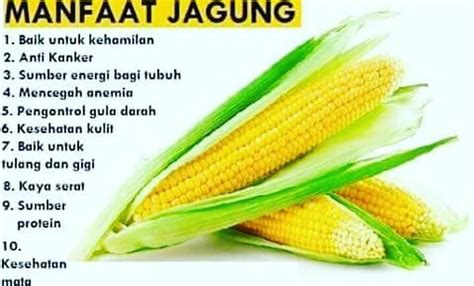 Jagung Baroya Pertanian