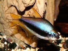 Peixes Ornamentais Tetra Imperador