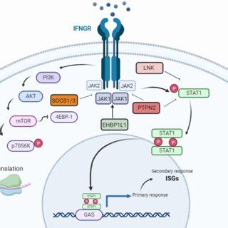 PDF The role of IFN γ signalling in response to immune checkpoint