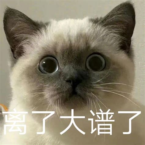 小猫咪表情包 堆糖美图壁纸兴趣社区