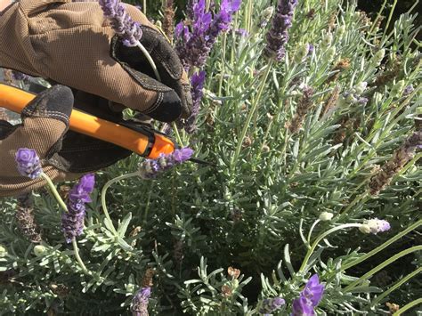 How To Prune Lavender - The Secret To Beautiful Blooms Every Year