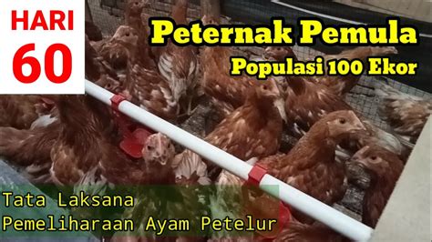 Memelihara Ayam Petelur Dari Doc Sampai Produksi Umur 60 Hari Youtube